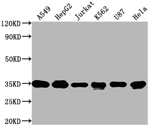 SUMF2 Antibody