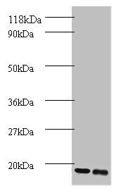 SUMO-conjugating enzyme UBC9 antibody