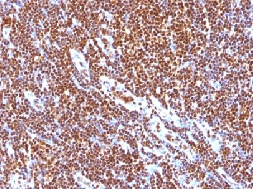 SUMO-1 Antibody