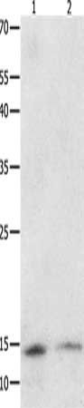 SUMO1 antibody