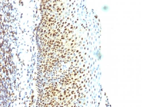 SUMO-2 Antibody