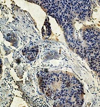 SUMO3 Rabbit Polyclonal Antibody