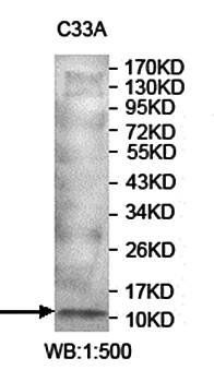 SUMO3 Rabbit Polyclonal Antibody