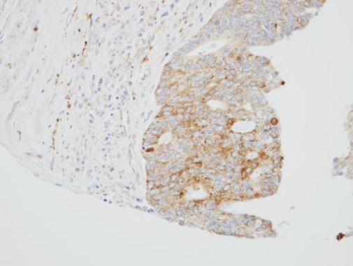 SUOX antibody [N1C1]