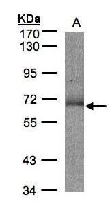SUOX antibody [N1C1]