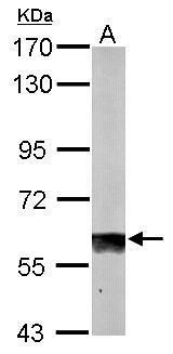 SUOX antibody