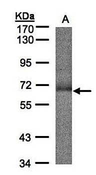 SUOX Rabbit Polyclonal Antibody