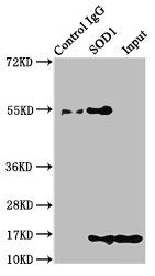 Sod1 Antibody