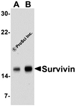 Survivin Antibody