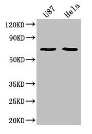 SUSD5 antibody