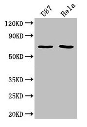 SUSD5 Antibody