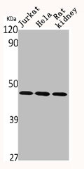 SUV39H2 Antibody