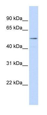 SUV420H1 antibody