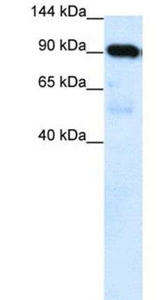 SUV420H1 antibody