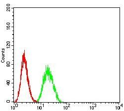 SUZ12 Antibody