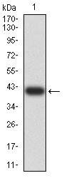 SUZ12 Antibody