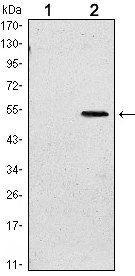 SUZ12 Antibody