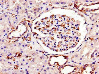 SWI5 Antibody