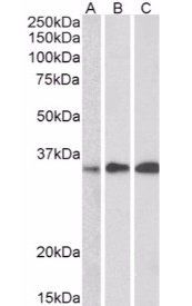 Goat anti-Swiprosin 1 / EFHD2 Antibody