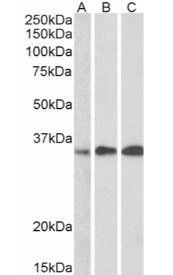 Swiprosin 1 antibody