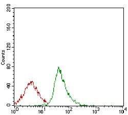 SYCP3 Antibody