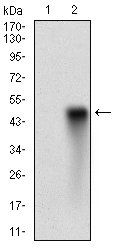 SYCP3 Antibody