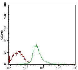 SYCP3 Antibody