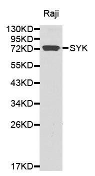 SYK antibody
