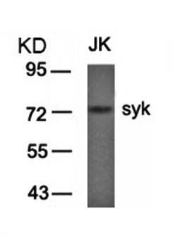 syk (Ab-323) Antibody