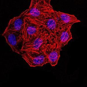 SYN1 Antibody