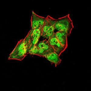 SYN1 Antibody