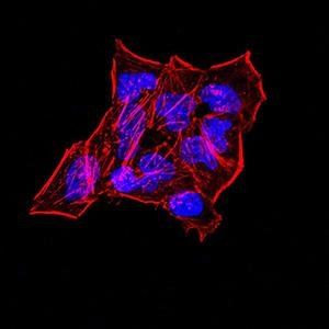 SYN1 Antibody