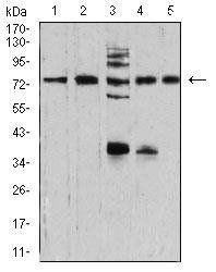 SYN1 Antibody