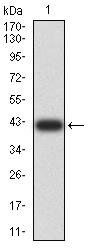 SYN1 Antibody