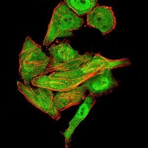 SYN1 Antibody