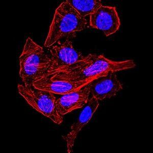 SYN1 Antibody