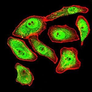 SYN1 Antibody