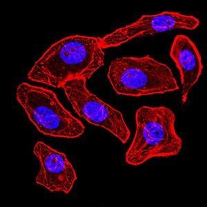 SYN1 Antibody