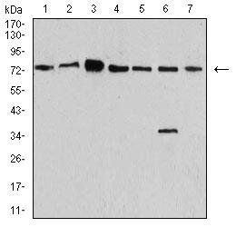 SYN1 Antibody