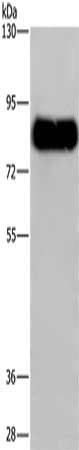 SYN1 Antibody
