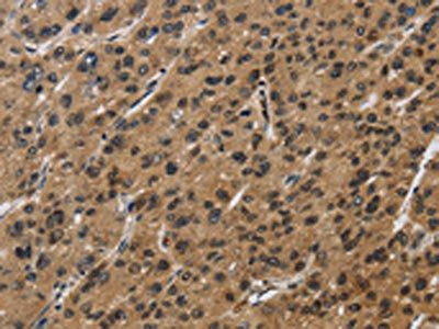 SYN1 Antibody