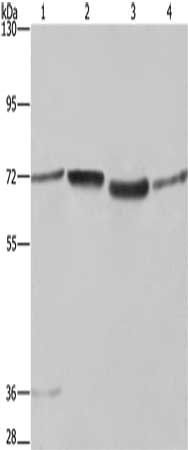 SYN1 Antibody
