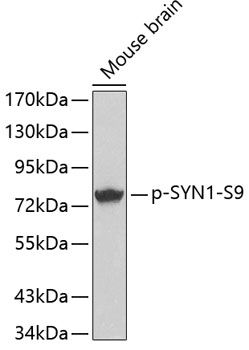 SYN1 (Phospho-S9) antibody