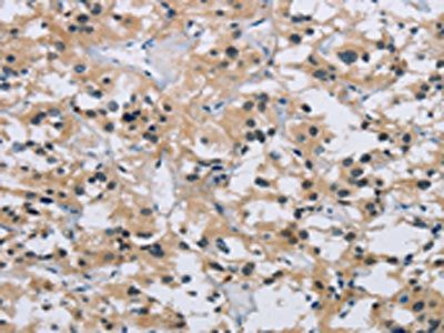 SYN2 Antibody