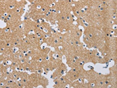 SYN2 Antibody