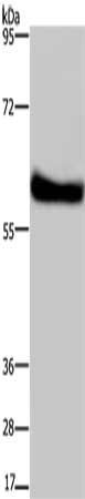 SYN2 Antibody