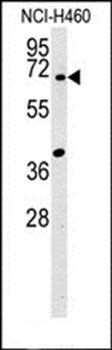 SYN3 antibody