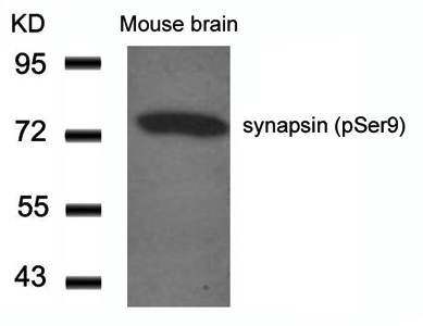synapsin (Phospho-Ser9) Antibody