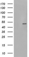 SYP Antibody