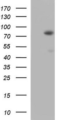 SYT4 Antibody